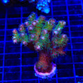 TSA Gold Pocillopora XL Frag Coral
