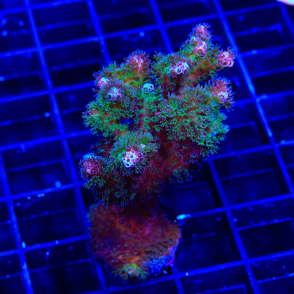 TSA Gold Pocillopora XL Frag Coral