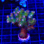 TSA Gold Pocillopora XL Frag Coral
