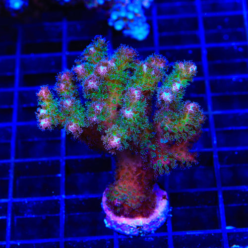 TSA Gold Pocillopora XL Frag Coral