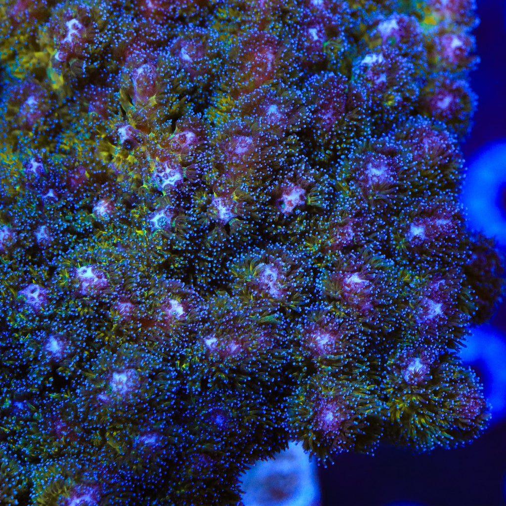 TSA Gold Pocillopora XL Frag Coral
