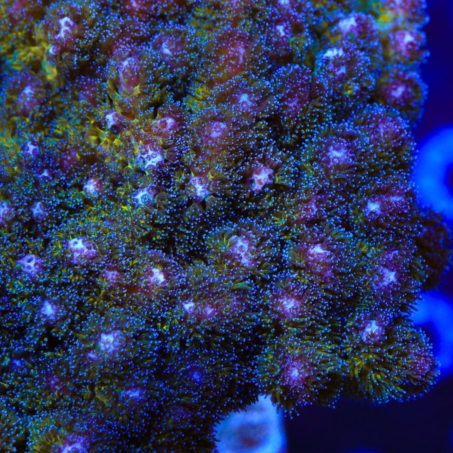 TSA Gold Pocillopora XL Frag Coral
