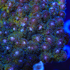 TSA Gold Pocillopora XL Frag Coral