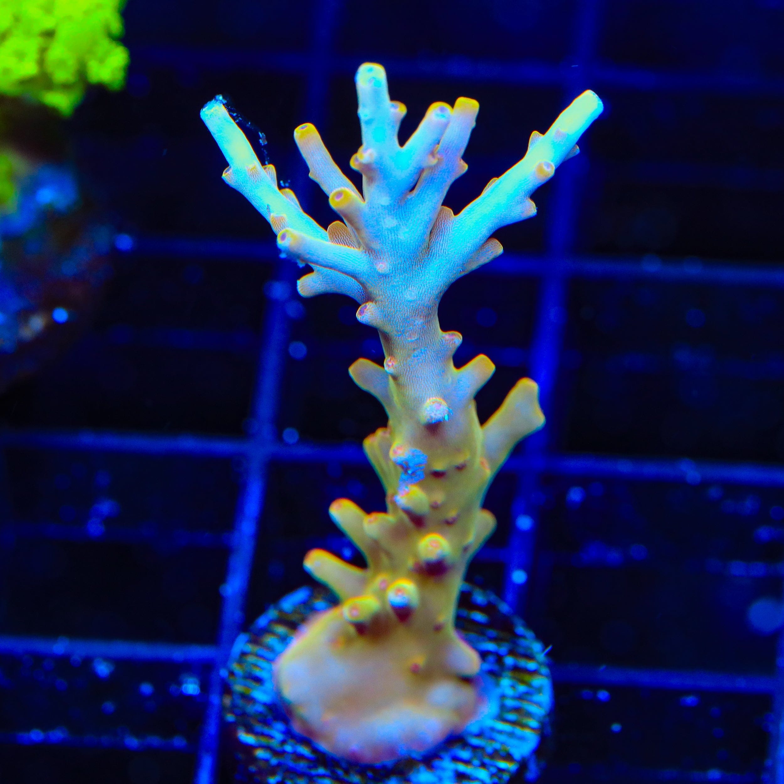 TSA Golden Honeycomb Acropora Coral