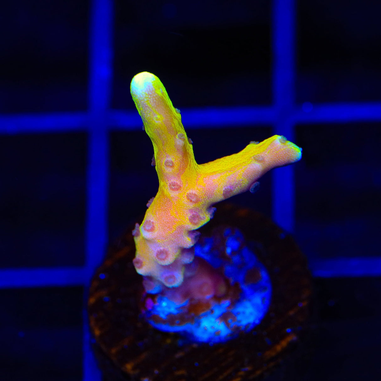 TSA Golden Waves Grafted Anacropora Coral