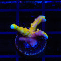 TSA Golden Waves Grafted Anacropora Coral