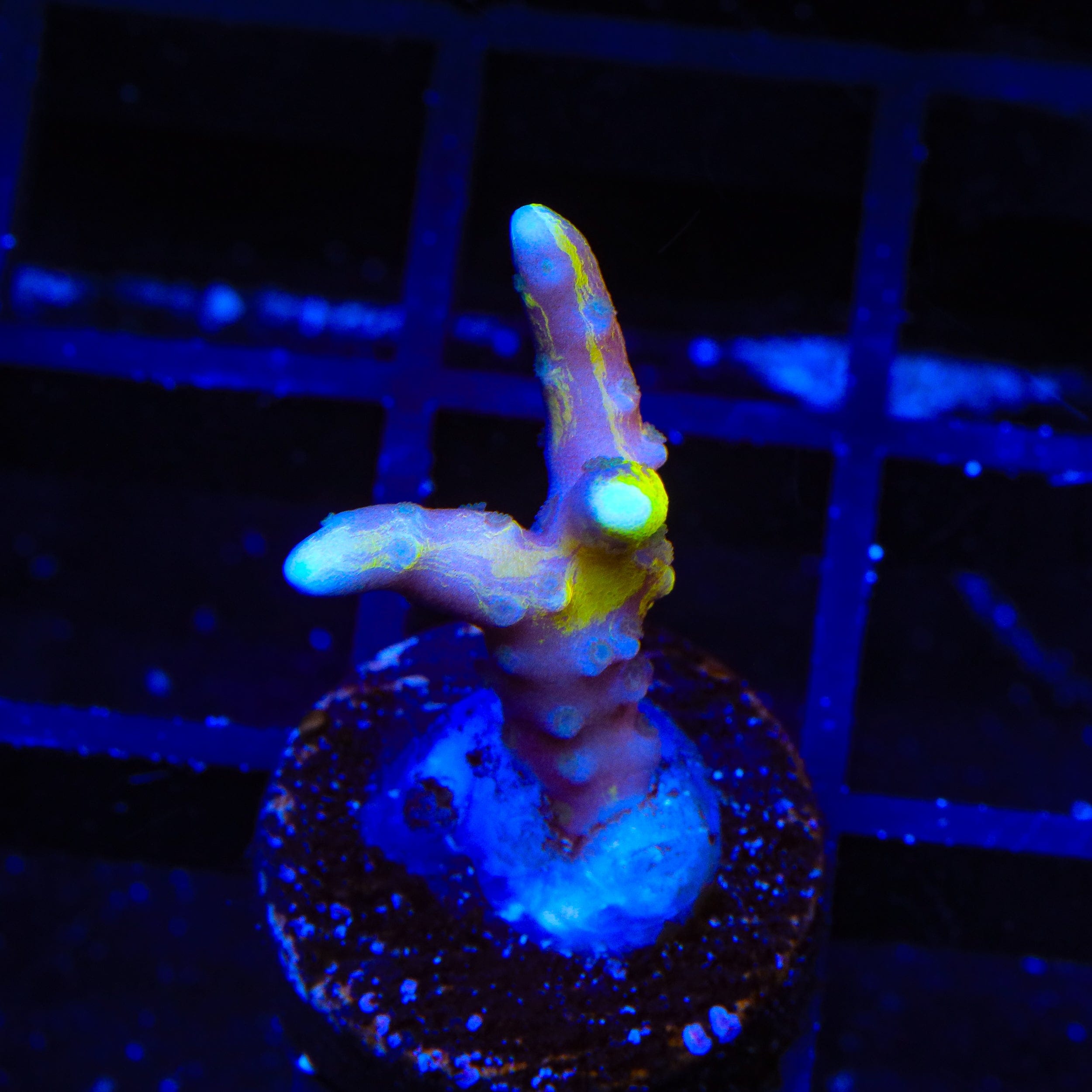 TSA Golden Waves Grafted Anacropora Coral