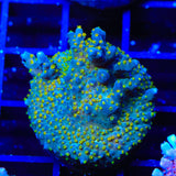 TSA Goliath Acropora Coral