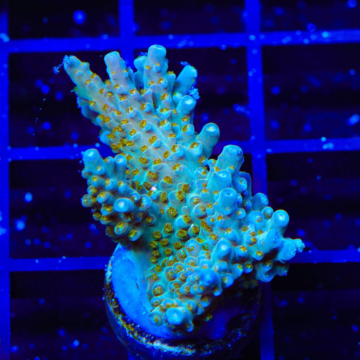 TSA Goliath Acropora Coral