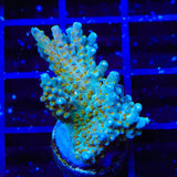TSA Goliath Acropora Coral
