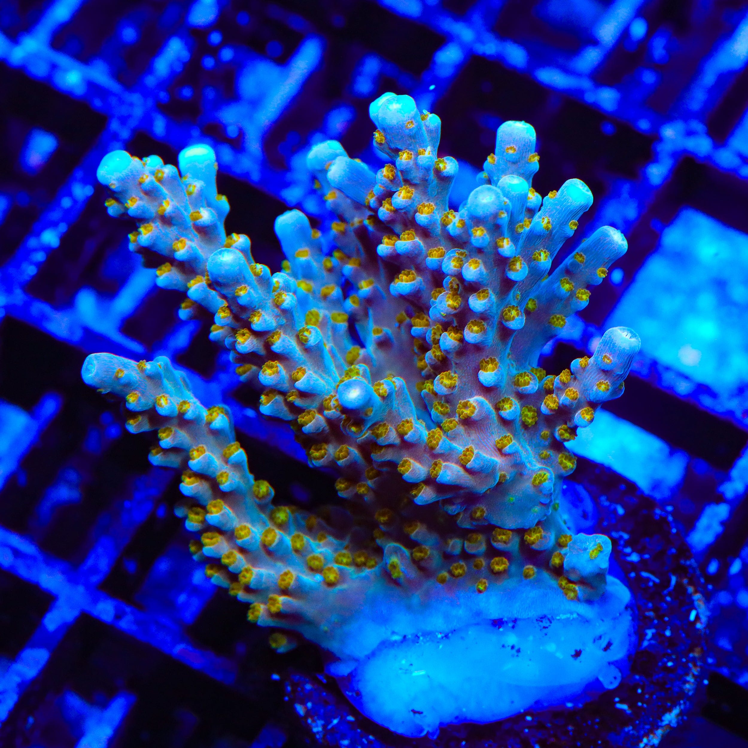 TSA Goliath Acropora XL Frag Coral