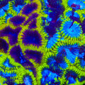 TSA Grafted Black Mamba and Wolverine Favia Coral