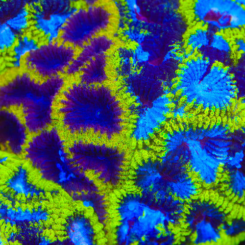 TSA Grafted Black Mamba and Wolverine Favia Coral
