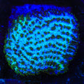 TSA Grafted Gamma Knife Hydnophora Coral