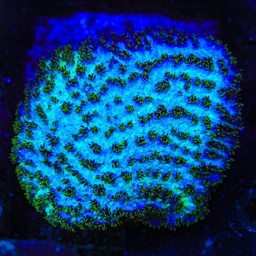 TSA Grafted Gamma Knife Hydnophora Coral