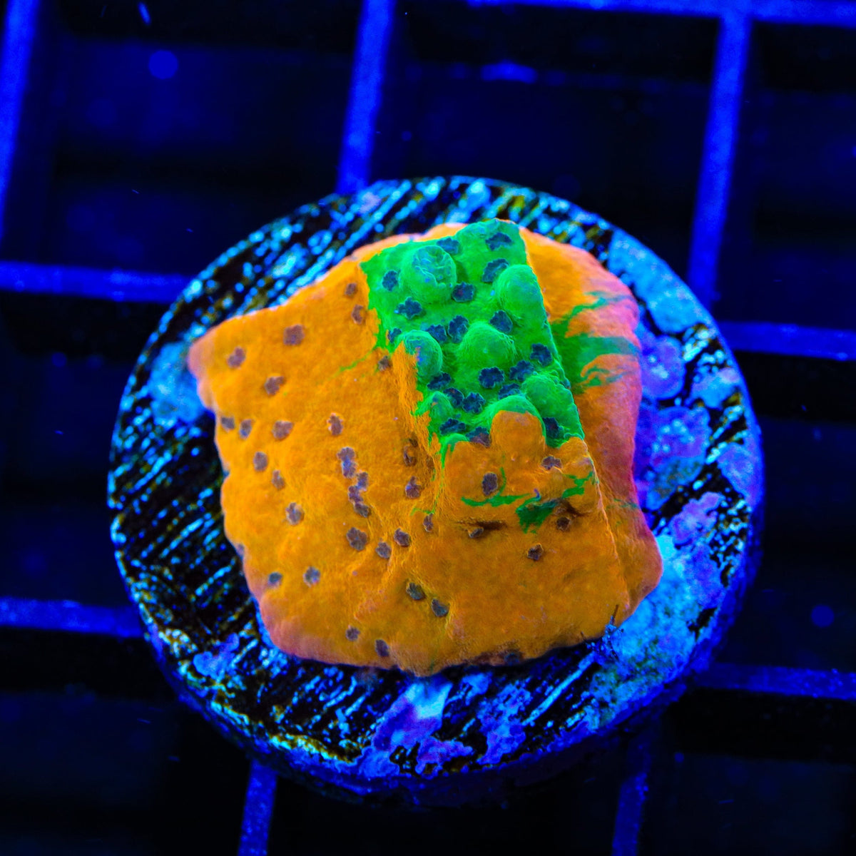 TSA Grafted Quasimodo Montipora Coral