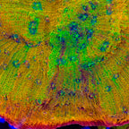 TSA Grafted Sunburst Chalice Coral