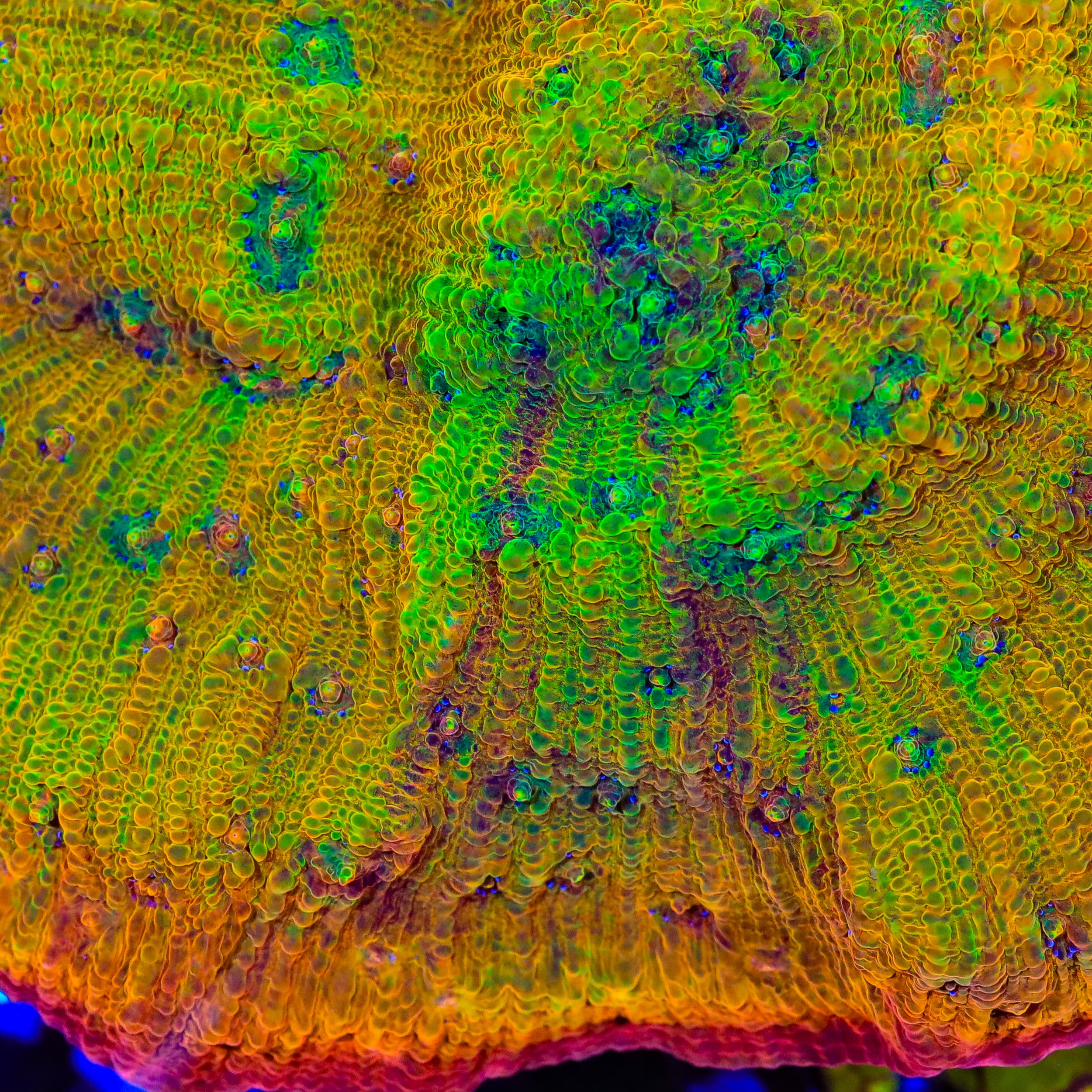 TSA Grafted Sunburst Chalice Coral