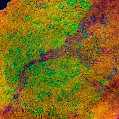 TSA Grafted Sunburst Chalice Coral