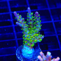 TSA Grape Ape Acropora Coral