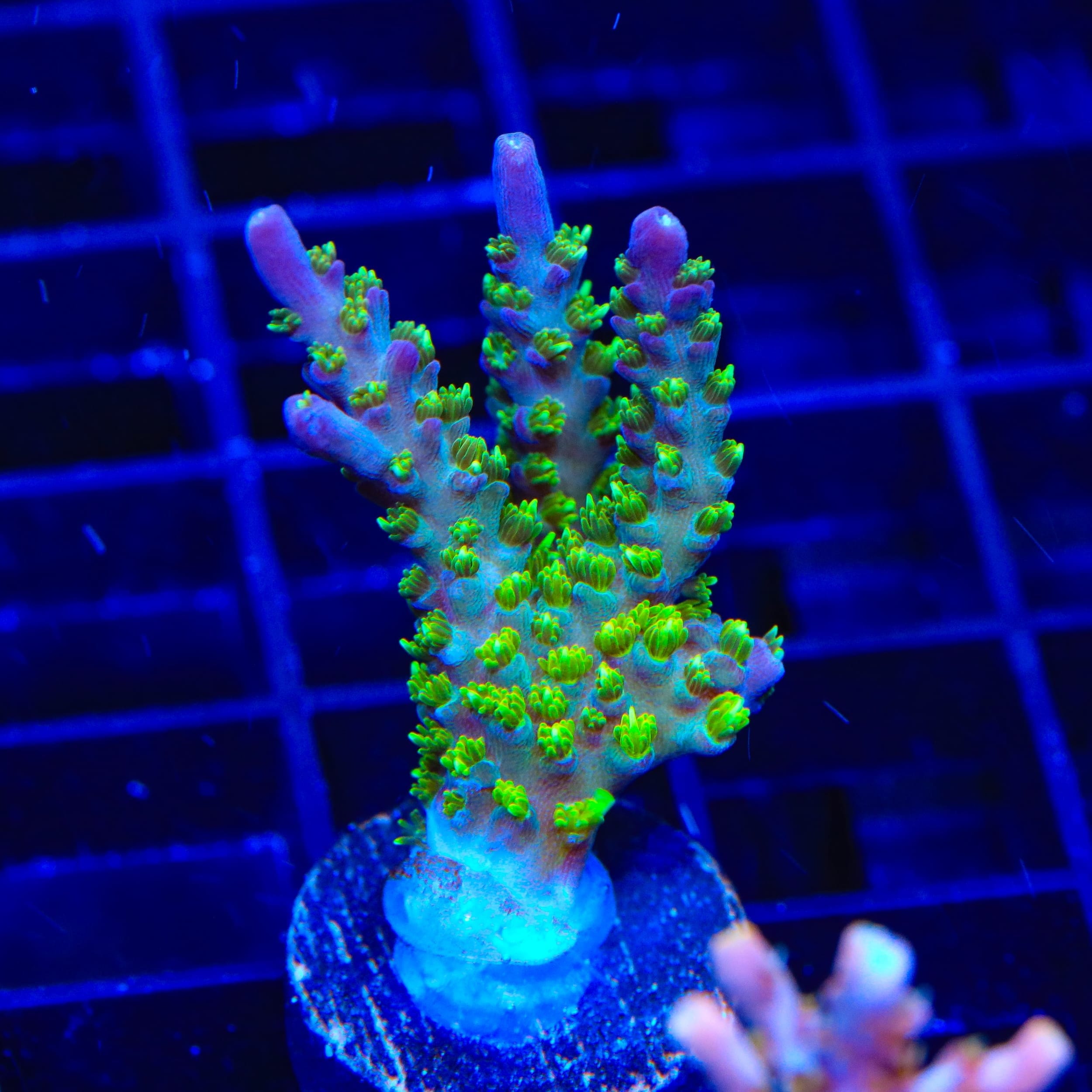 TSA Grape Ape Acropora Coral
