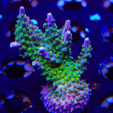 TSA Grape Ape Acropora XL Frag Coral