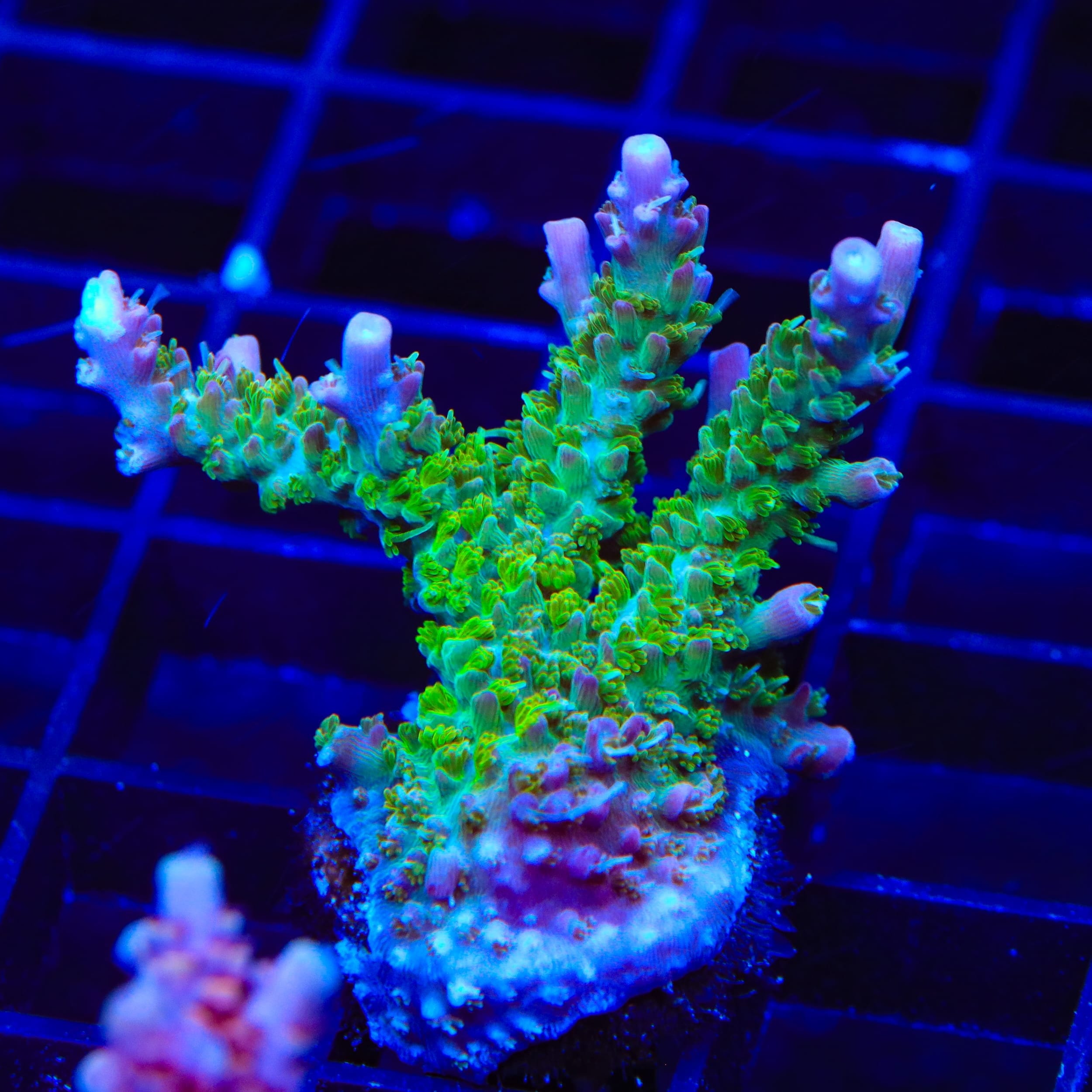 TSA Grape Ape Acropora XL Frag Coral