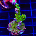 TSA Grape Ape Acropora XL Frag Coral
