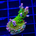 TSA Grape Ape Acropora XL Frag Coral