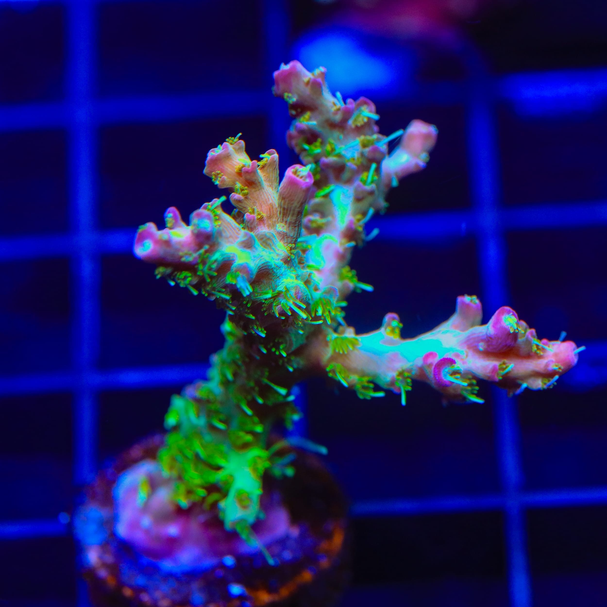 TSA Grape Ape Acropora XL Frag Coral