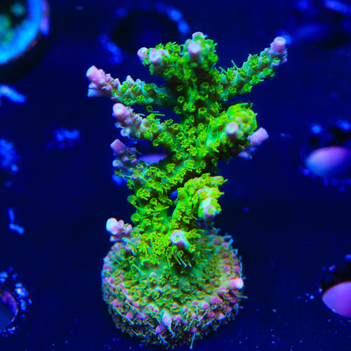TSA Grape Ape Acropora XL Frag Coral