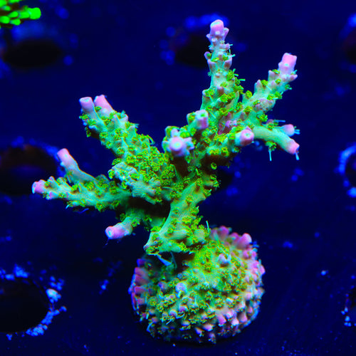 TSA Grape Ape Acropora XL Frag Coral