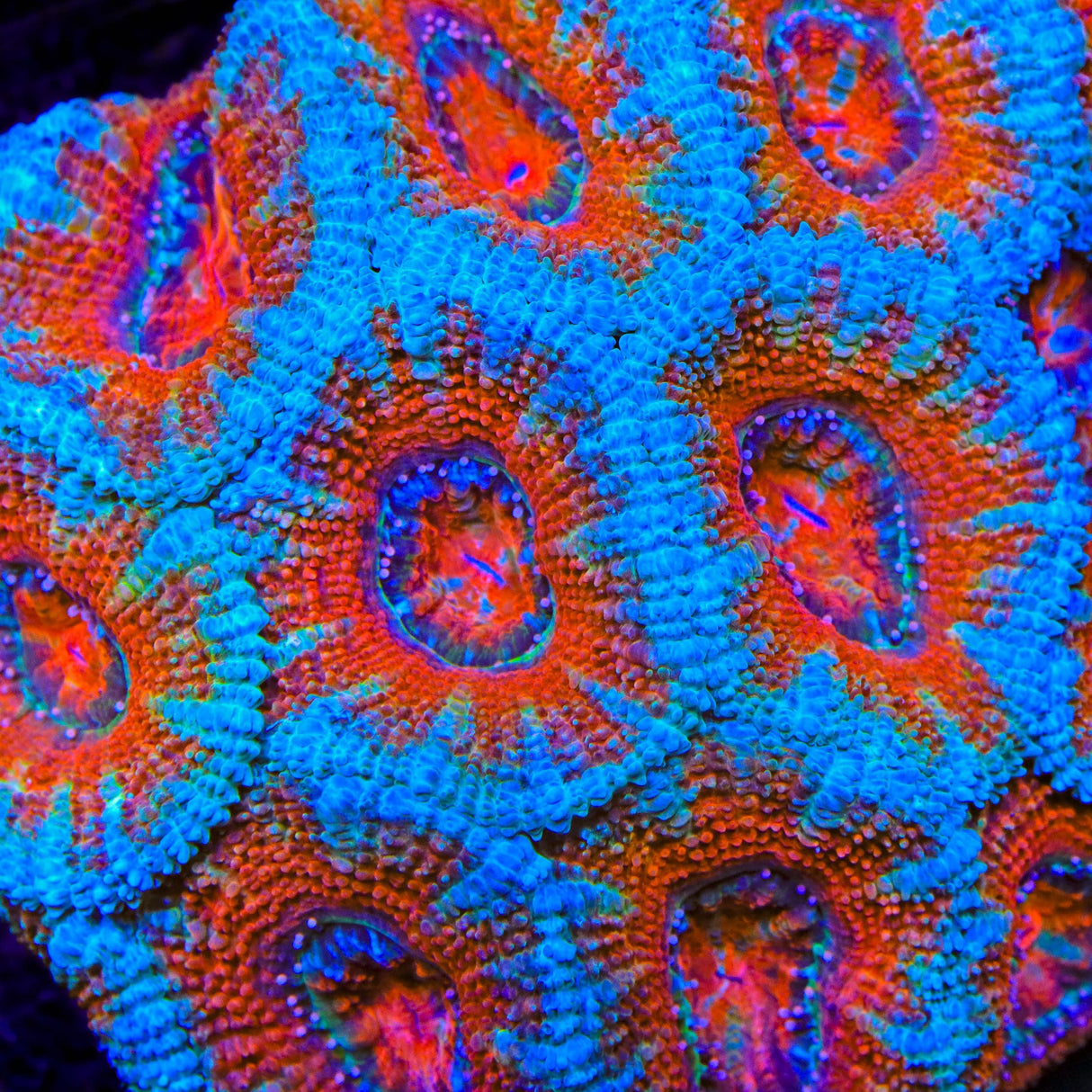 TSA Gravitron Acan Coral