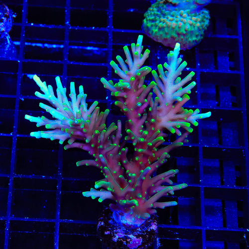 TSA Green Dragon Acropora Colony Coral