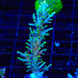 TSA Green Dragon Acropora XL Frag Coral