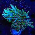TSA Green Dragon Acropora XL Frag Coral