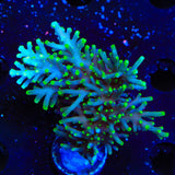 TSA Green Dragon Acropora XL Frag Coral