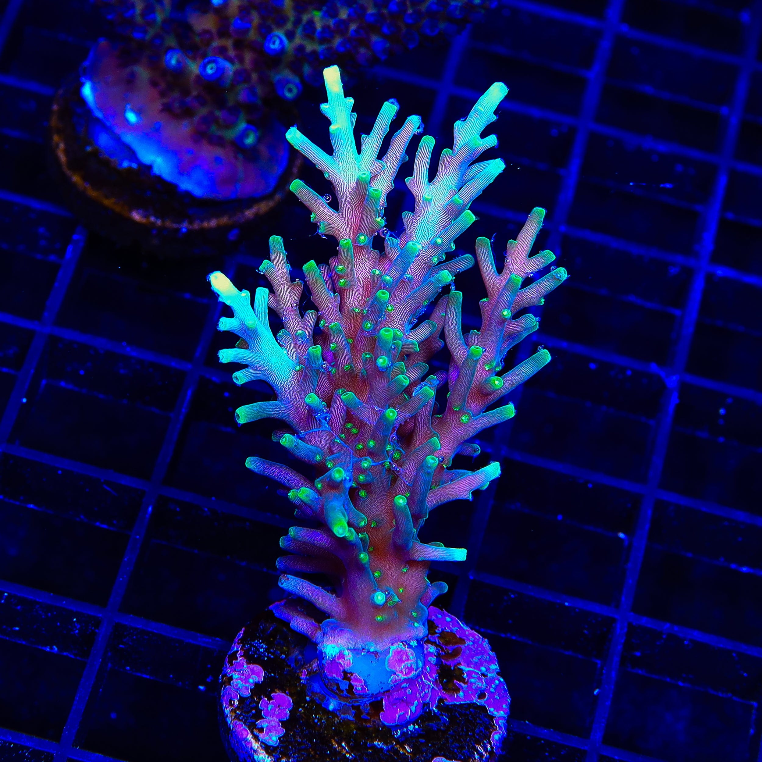 TSA Green Dragon Acropora XL Frag Coral
