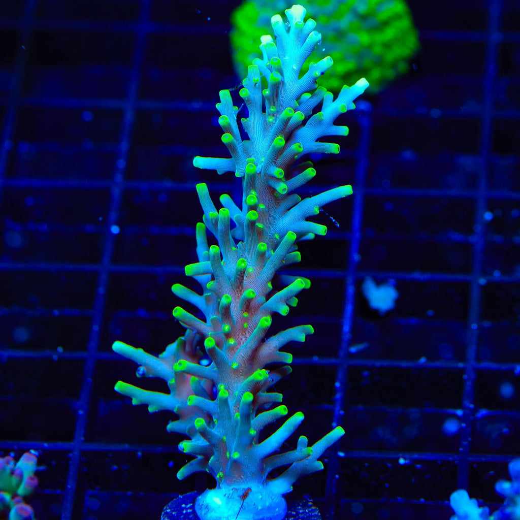 TSA Green Dragon Acropora XL Frag Coral