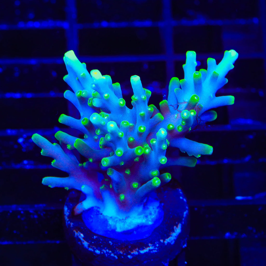 TSA Green Dragon Acropora XL Frag Coral
