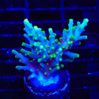 TSA Green Dragon Acropora XL Frag Coral