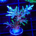 TSA Green Dragon Acropora XL Frag Coral