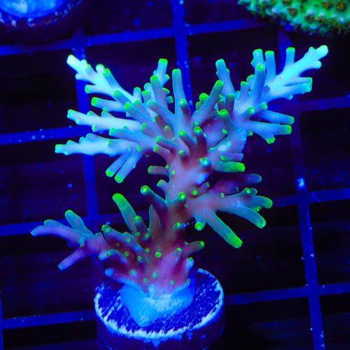 TSA Green Dragon Acropora XL Frag Coral