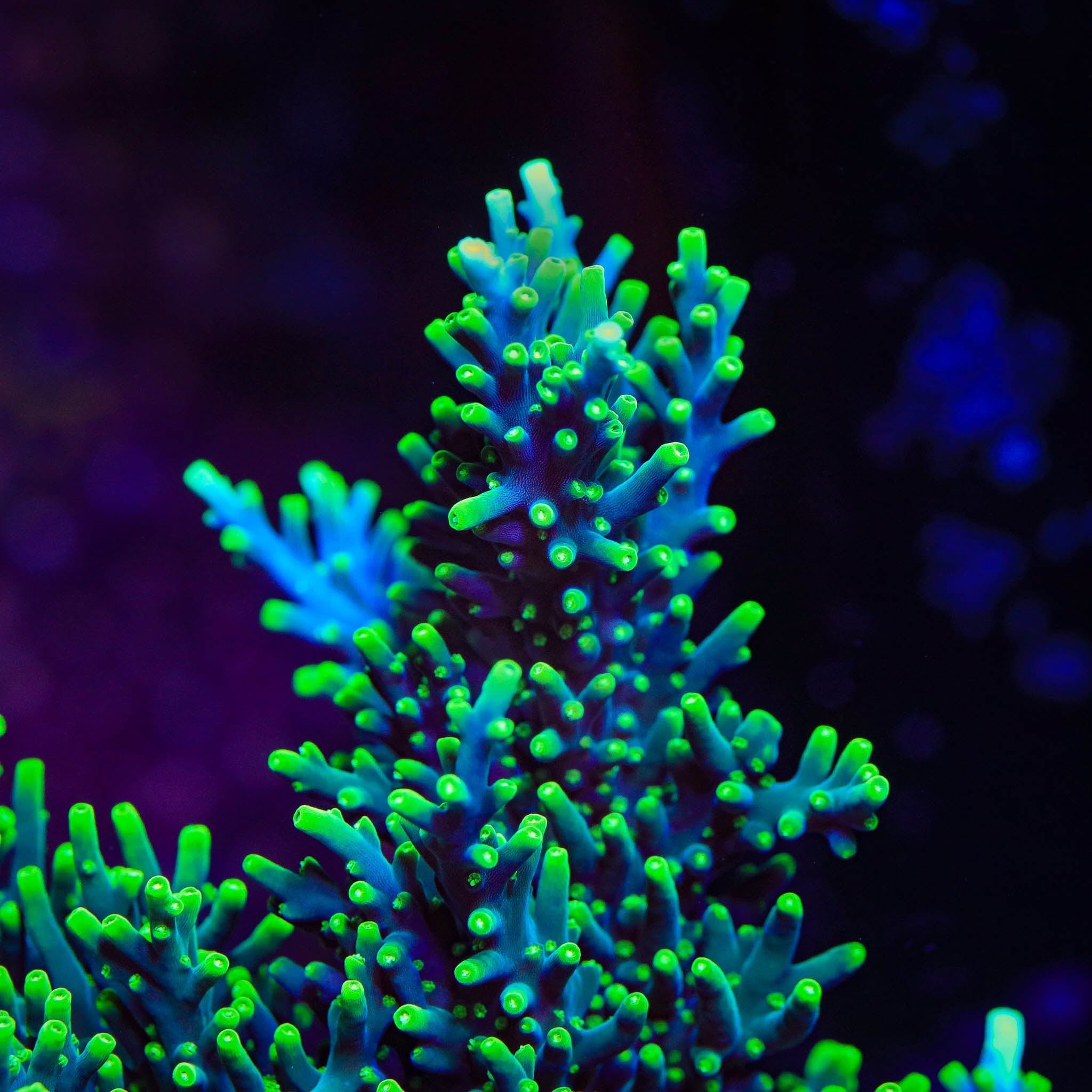TSA Green Dragon Acropora XL Frag Coral
