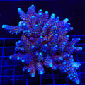 TSA Grimace Fiji Somoensis Acropora Colony Coral