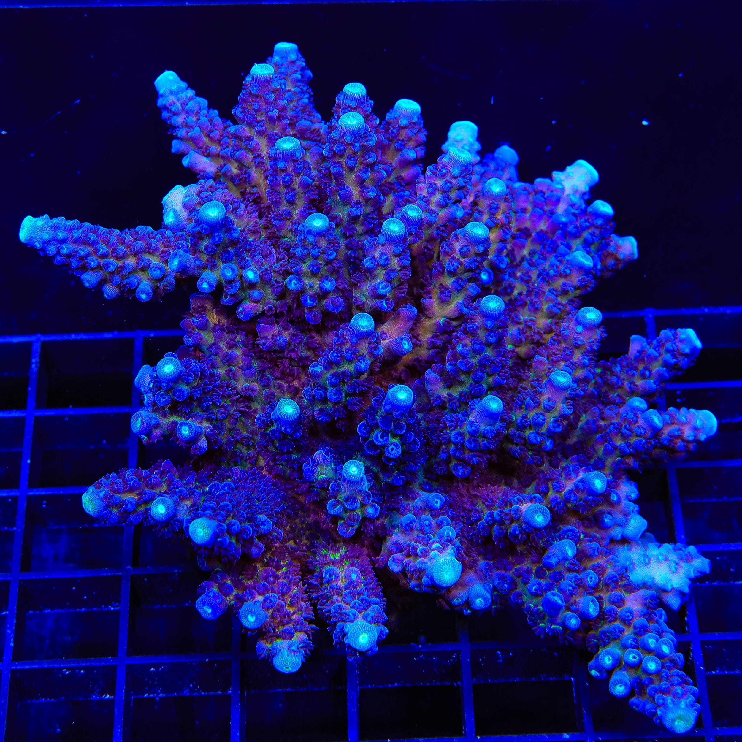 TSA Grimace Fiji Somoensis Acropora Colony Coral