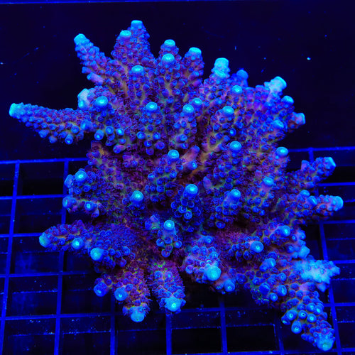 TSA Grimace Fiji Somoensis Acropora Colony Coral