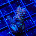 TSA Grimace Fiji Somoensis Acropora Coral
