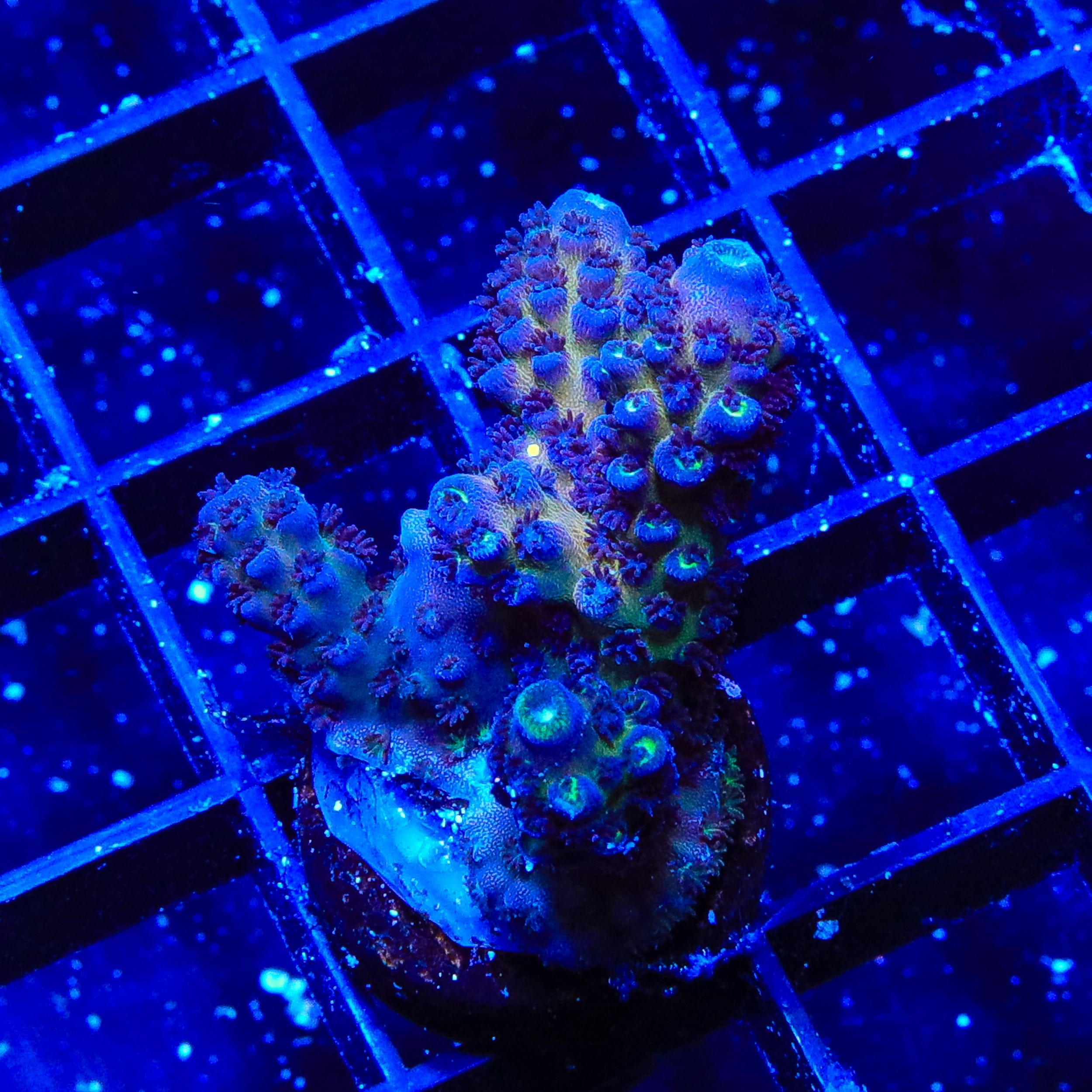 TSA Grimace Fiji Somoensis Acropora Coral