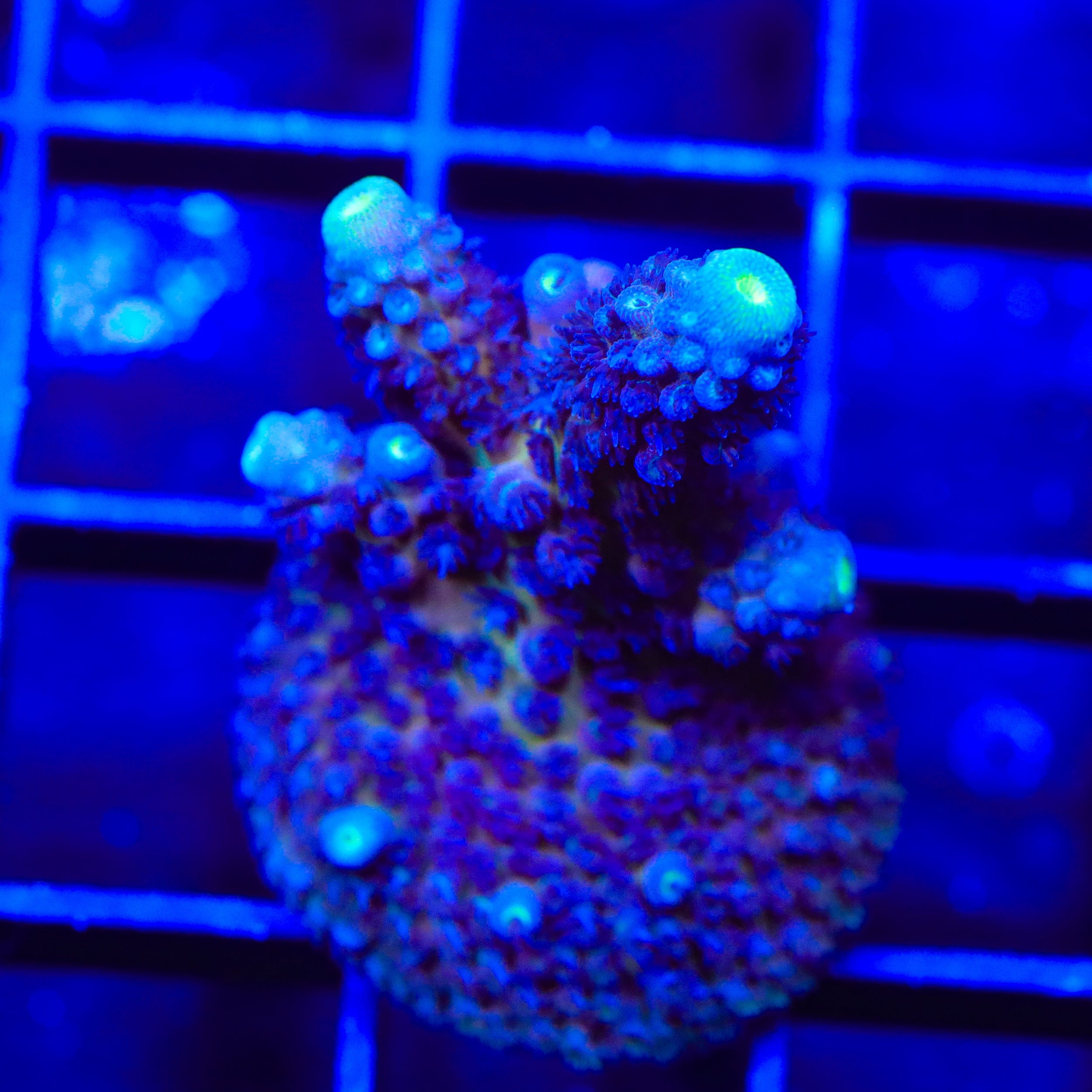 TSA Grimace Fiji Somoensis Acropora Coral